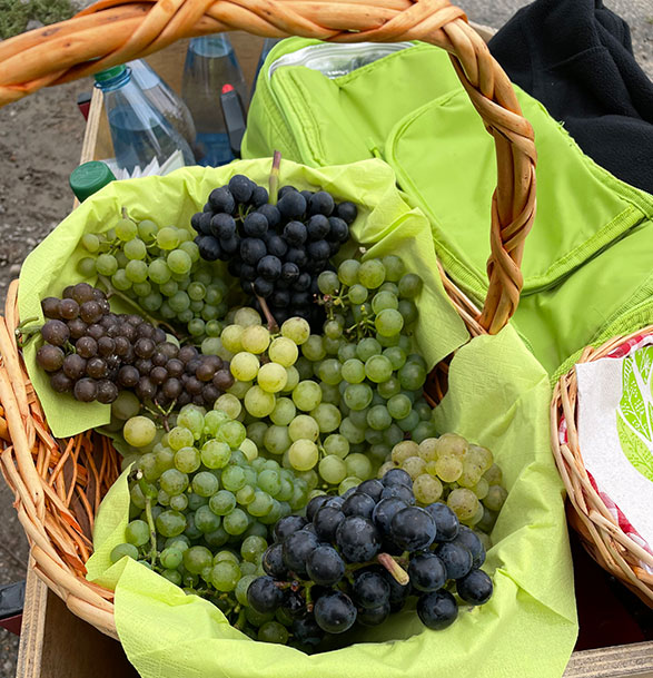 Weinwanderung Trauben